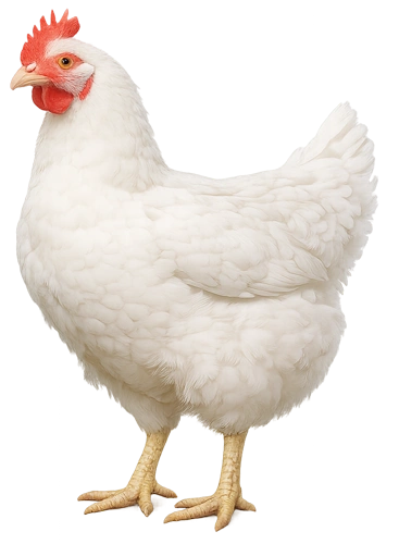productos-para-gallinas