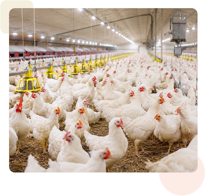 productos-para-productores-de-pollo
